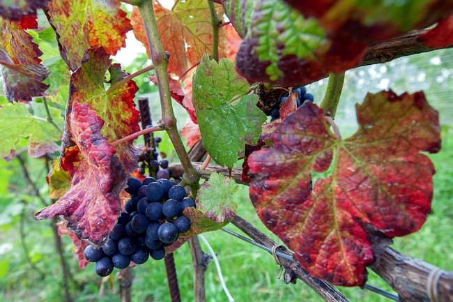 Ogłoszenia parafialne – 08.10.2023r.